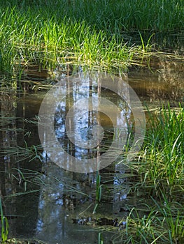 Grass in pond with reflection of trees