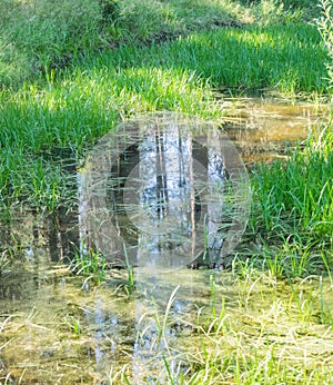 Grass in pond with reflection of trees