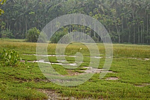 Grass pond village rice field