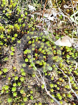 Grass Pteridophyta Detail