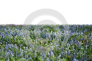 Grass and purple spring flowers isolated on white