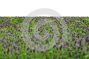 Grass and purple spring flowers isolated on white