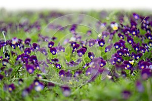 Grass and purple spring flowers isolated on white