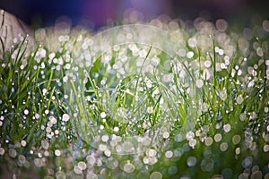 Grass with Rain Drops