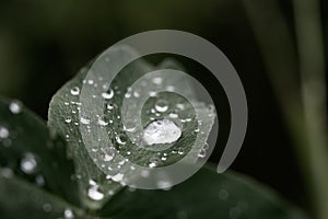 Grass with rain drops. Watering lawn. Rain. Blurred Grass Background With Water Drops closeup