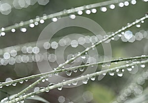 Grass with rain drops. Watering lawn. Rain. Blurred Grass Background With Water Drops closeup. Nature. Environment concept