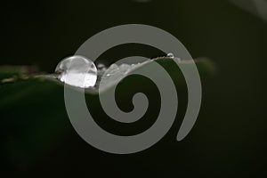 Grass with rain drops. Watering lawn. Rain. Blurred Grass Background With Water Drops closeup