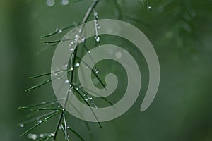 Grass with rain drops. Watering lawn. Rain. Blurred Grass Background With Water Drops closeup. Nature. Environment concept