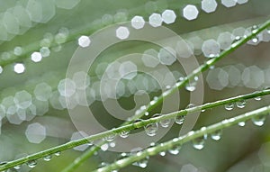 Grass with rain drops. Watering lawn. Rain. Blurred Grass Background With Water Drops closeup. Nature. Environment concept