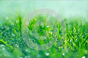 Grass with rain drops. Watering lawn. Rain. Blurred green grass background with water drops closeup. Nature. Environment