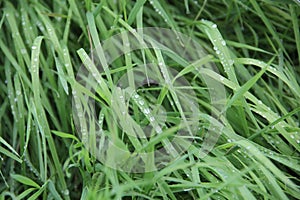 Grass after rain. Texture. Abstraction