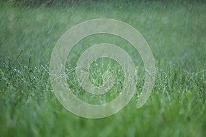 Grass, rain and water droplets