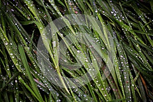 Grass with raindrops