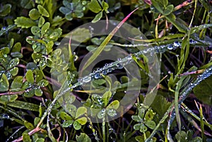 Grass with raindrops on a meadow on the way