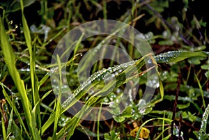 Grass with raindrops on a meadow on the way