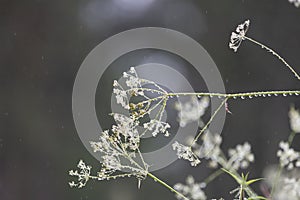 Grass with raindrops on  summer day