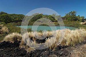 Grass on Rangitoto island