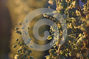 grass in the rays of the setting sun