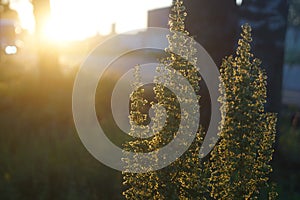 grass in the rays of the setting sun