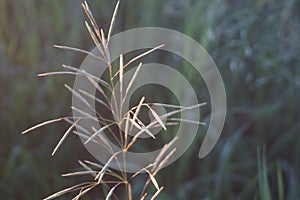 grass in the rays of the setting sun