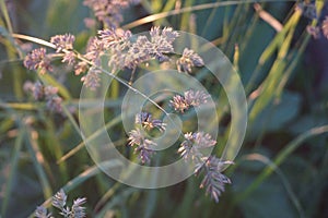 grass in the rays of the setting sun