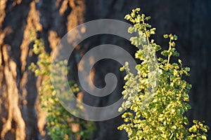 grass in the rays of the setting sun