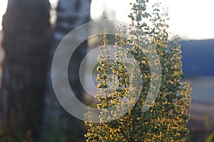 grass in the rays of the setting sun