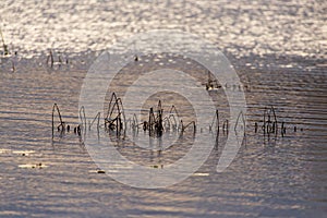 Grass and reed with reflection in the pond