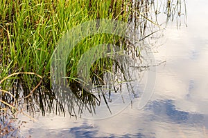 Grass and reed with reflection in the pond