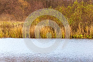 Grass and reed with reflection in the pond