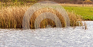 Grass and reed with reflection in the pond