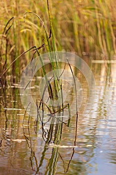 Grass and reed with reflection in the pond