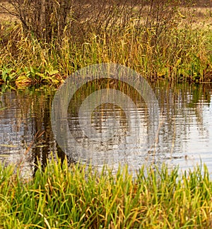 Grass and reed with reflection in the pond