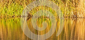 Grass and reed with reflection in the pond