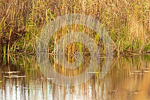 Grass and reed with reflection in the pond