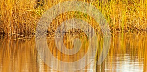 Grass and reed with reflection in the pond