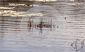 Grass and reed with reflection in the pond