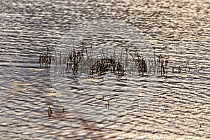 Grass and reed with reflection in the pond