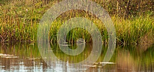 Grass and reed with reflection in the pond