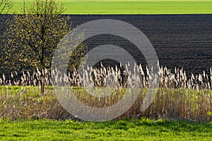 Grass, reed, tree and cultivated ground in the sunny day.