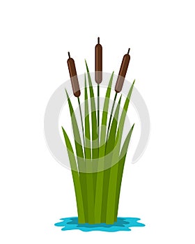 Grass reed in the water of the pond. flat vector illustration isolated photo