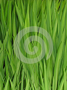 Grass Reeds