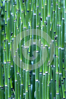 Grass Reeds photo