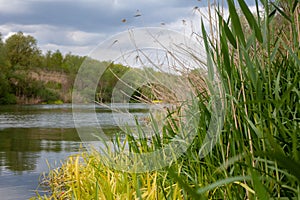 Grass reeds along the river bank