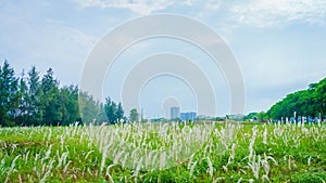 Grass reeds and city