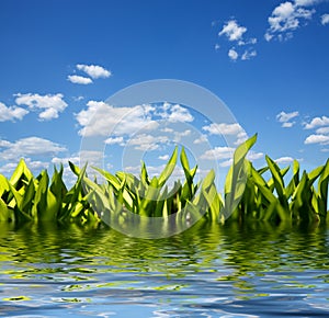 Grass and reflection in water