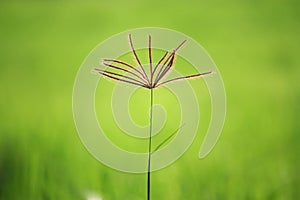 Grass in ricefield