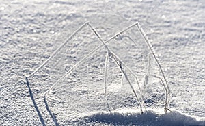 Grass with rime frost in snow