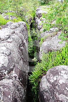 Grass in rock breaking Phu Hin Rong Kla Phitsanulok