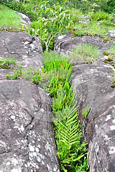 Grass in rock breaking Phu Hin Rong Kla Phitsanulok